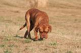 DOGUE DE BORDEAUX 422